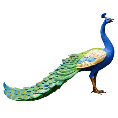Peacock