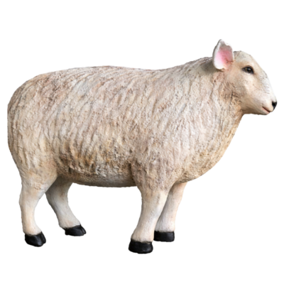 Lamb