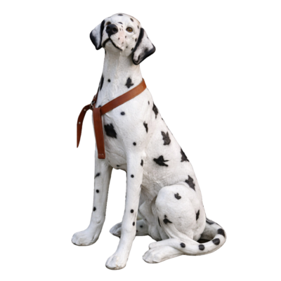 Dalmatian Dog