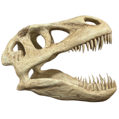 T-rex Skull