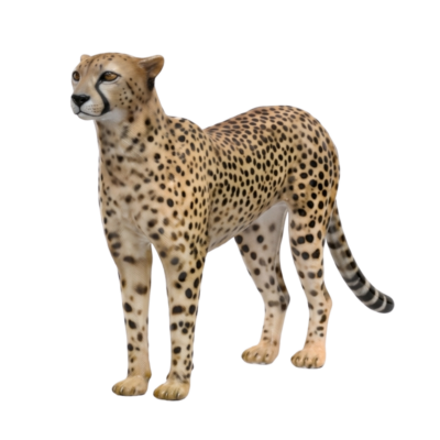 Cheetah