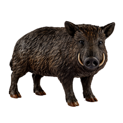 Wild Boar