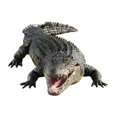 Crocodile