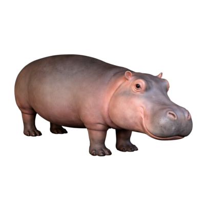 Hippo 1