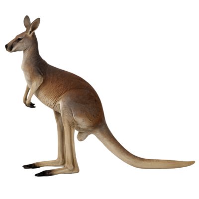Kangaroo