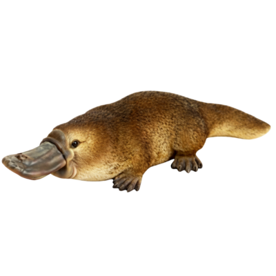Platypus