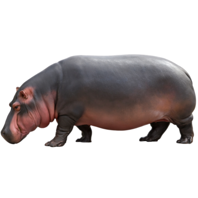 Hippopotamus