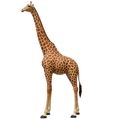 Giraffe Adult
