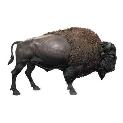 Bison