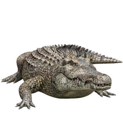 Crocodile