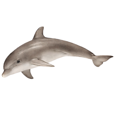 Dolphin